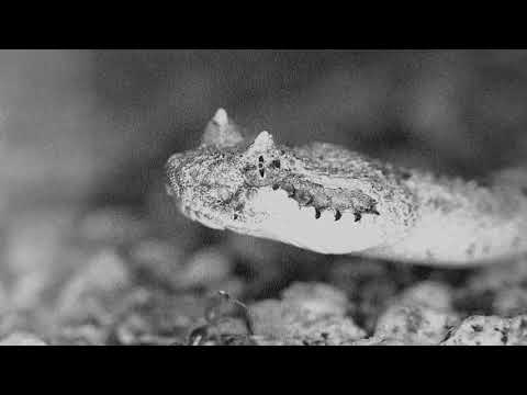 Supermoon - Serpent Spirit (Official Video)