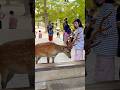 Nara Park deer 🦌 in japan #zoo