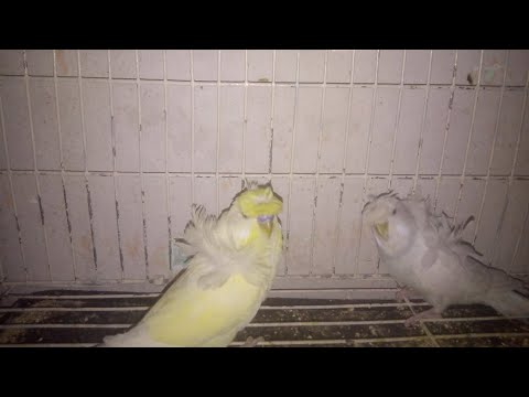 لماذا انثى البادجي تاكل البيض وتهجر العش