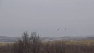 Passage goshawk and a fast pigeon