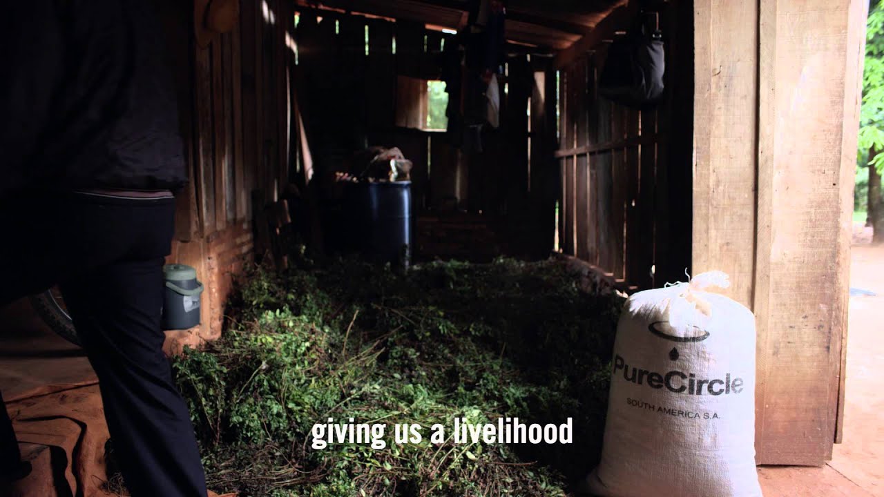 Sweet in So Many Ways - A Farmer's View on Stevia