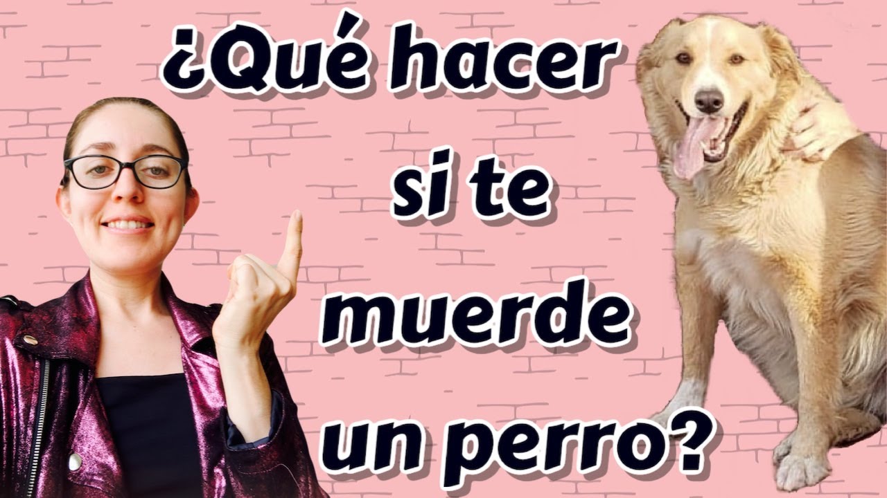 Que hacer cuando te muerde un perro