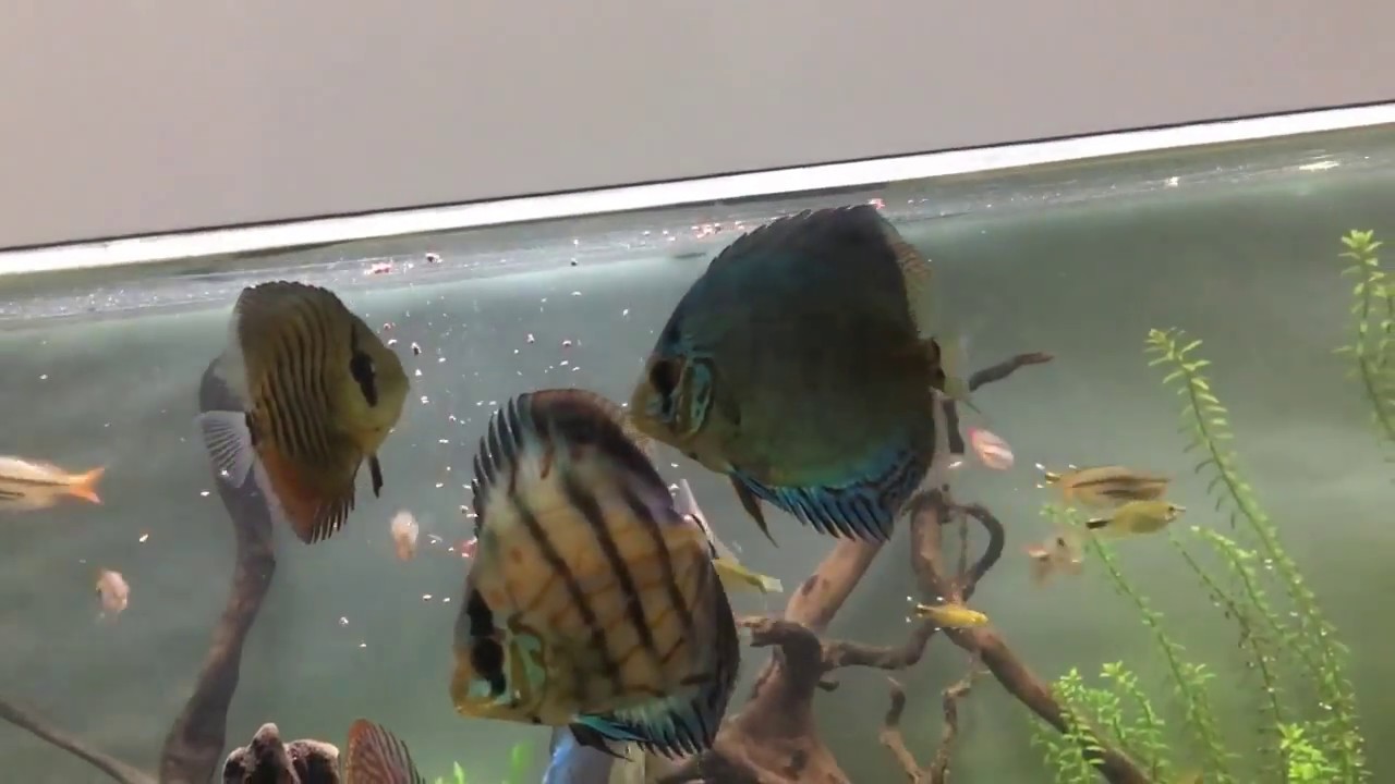 Jbl discus & Sera discus Feeding YouTube