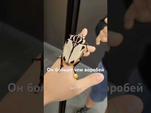 Жук, который пробивает стекло машины на скорости 150 км/ч #insect #жук