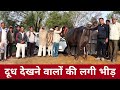 LIVE Milking - Top Class Murrah with Biggest Udder at Jhajjar Near Rohtak