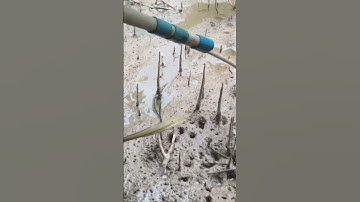 Bắt Dộp Rừng Ngập Mặn. Một Em Dộp To Lòi Cái Lưng || @đoàn 39 Vlog #Shorts