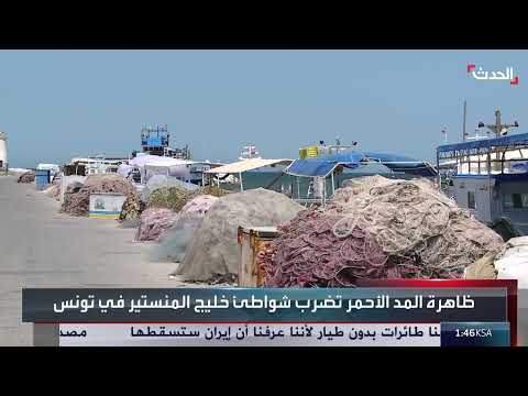 تونس: كارثة بيئية في خليج المونستير بسبب المد الأحمر