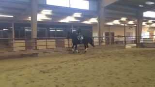 Mona - 2001 Russian Sporthorse