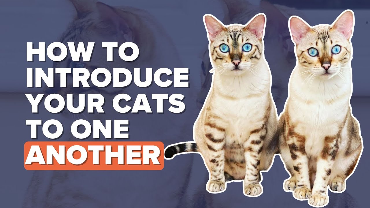 How To Introduce Cats To One Another - YouTube