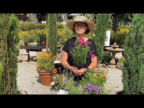 Video: Come Coltivare Il Penstemon Perenne