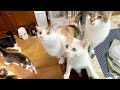 鶏肉を料理しようとしたら猫達が大興奮😂