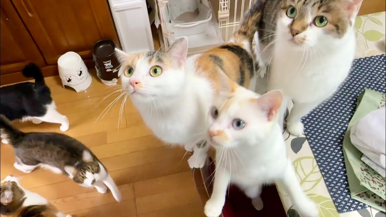 鶏肉を料理しようとしたら猫達が大興奮😂