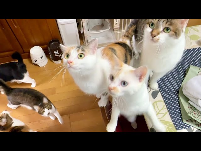 Purring Miko - YouTube