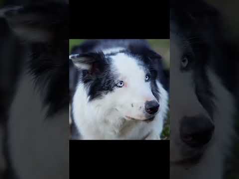 And the Oscar for bestest boi goes to Messi from 'Anatomy of a Fall.'