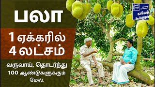 100 வகையான பலா மரங்கள் 100 ஆண்டுகளுக்கு மேல் தொடர் வருவாய்...