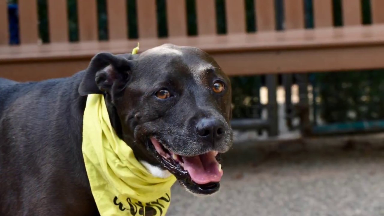 adopt cats long island Brooklyn 69966/So friendly/NYCACC