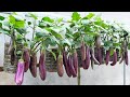 Surprisingly Growing Eggplants In Old Plastic Containers For Many Fruits & Easy