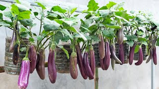 Surprisingly Growing Eggplants In Old Plastic Containers For Many Fruits & Easy