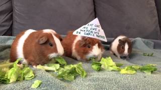 do guinea pigs like lettuce