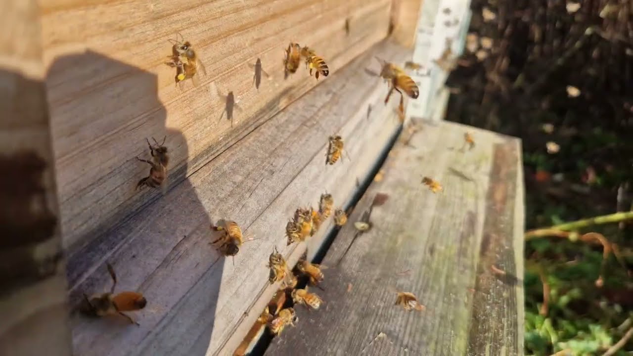 04.02.2026. Вспененный полипропилен.