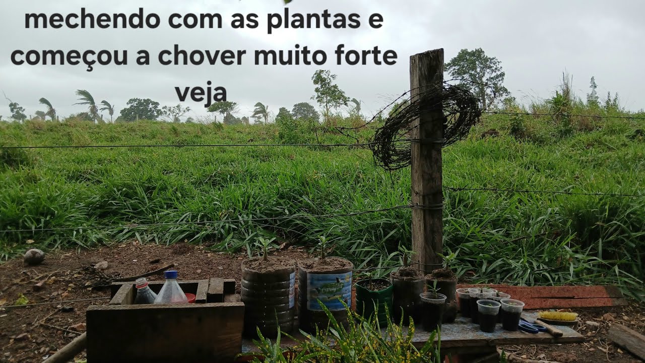 Dia trabalhando na roça mostrando um pouco de tudo pra vocês e começou a chover muito forte vem ver 