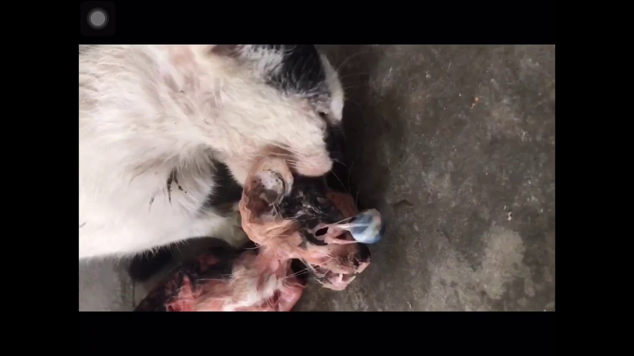 衝撃 共食いする猫ちゃん Youtube