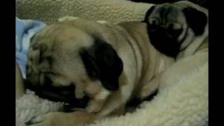 Pugs Snoring!