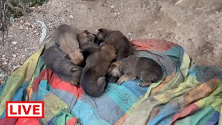 A mother with 6 puppies is locked in a chain and we took her away from there - Takis Shelter