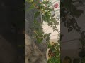 It's Watering Time #terracegardenindia #garden #hibiscus #hibiscus #support