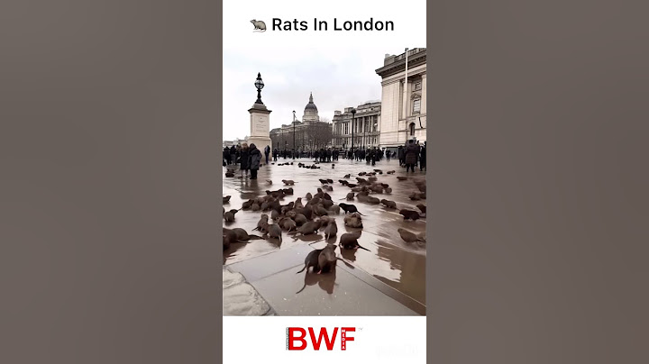 Dozens of Rats Take Over London Streets, Walking Among Pedestrians!