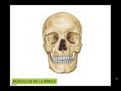 camera iphone 8 plus apk Caracteristicas