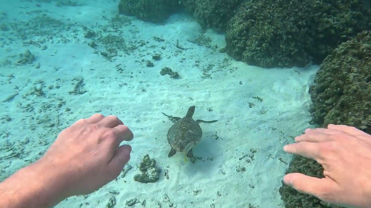 Maldives   Thoddoo   Snorcheling 4