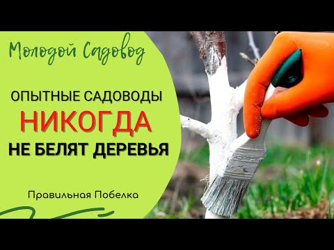 Побелка деревьев осенью | Рецепт побелки для деревьев