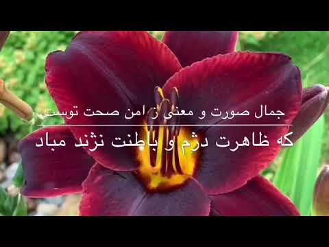 تنت به ناز طبیبان نیازمند مباد حافظ