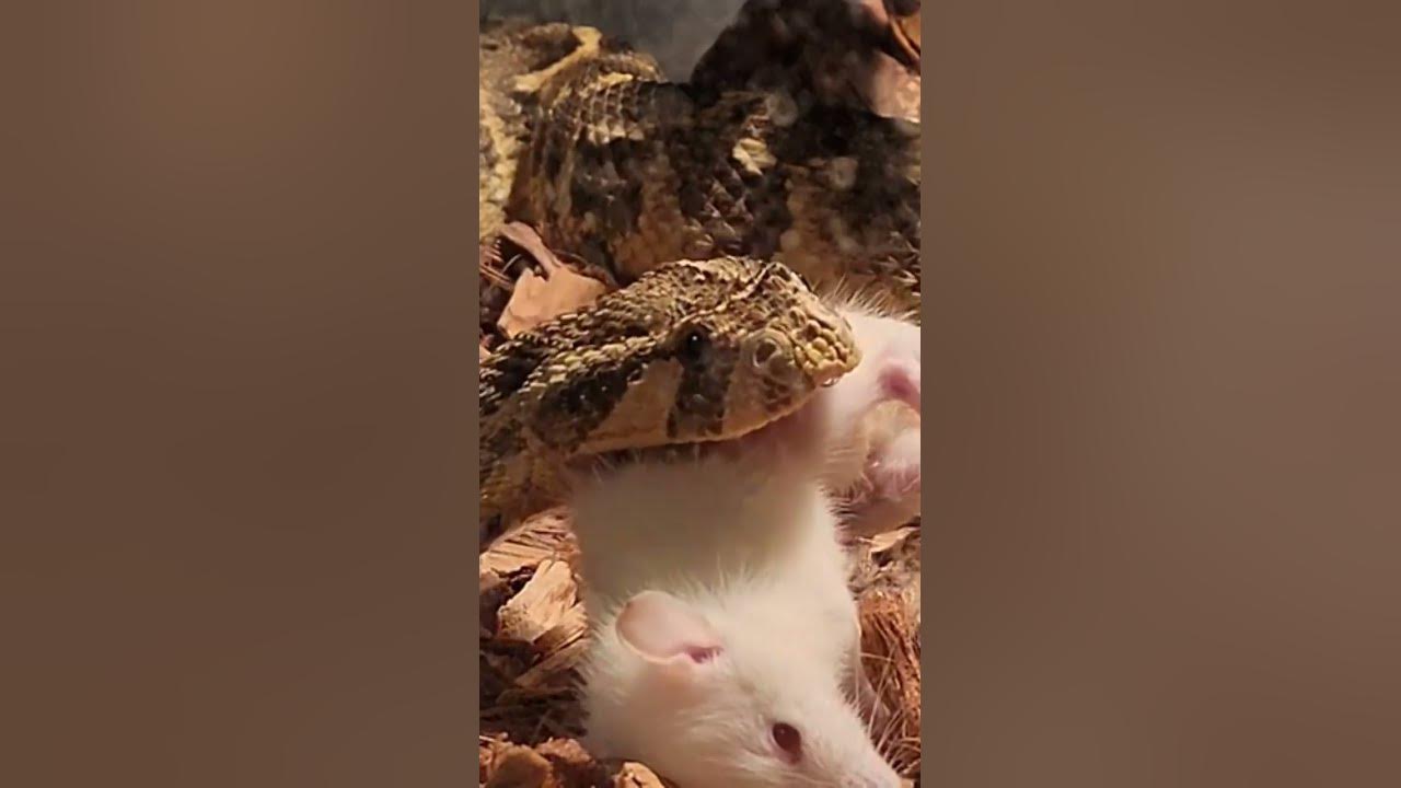 fastest-striking-snake-fang-action-youtube