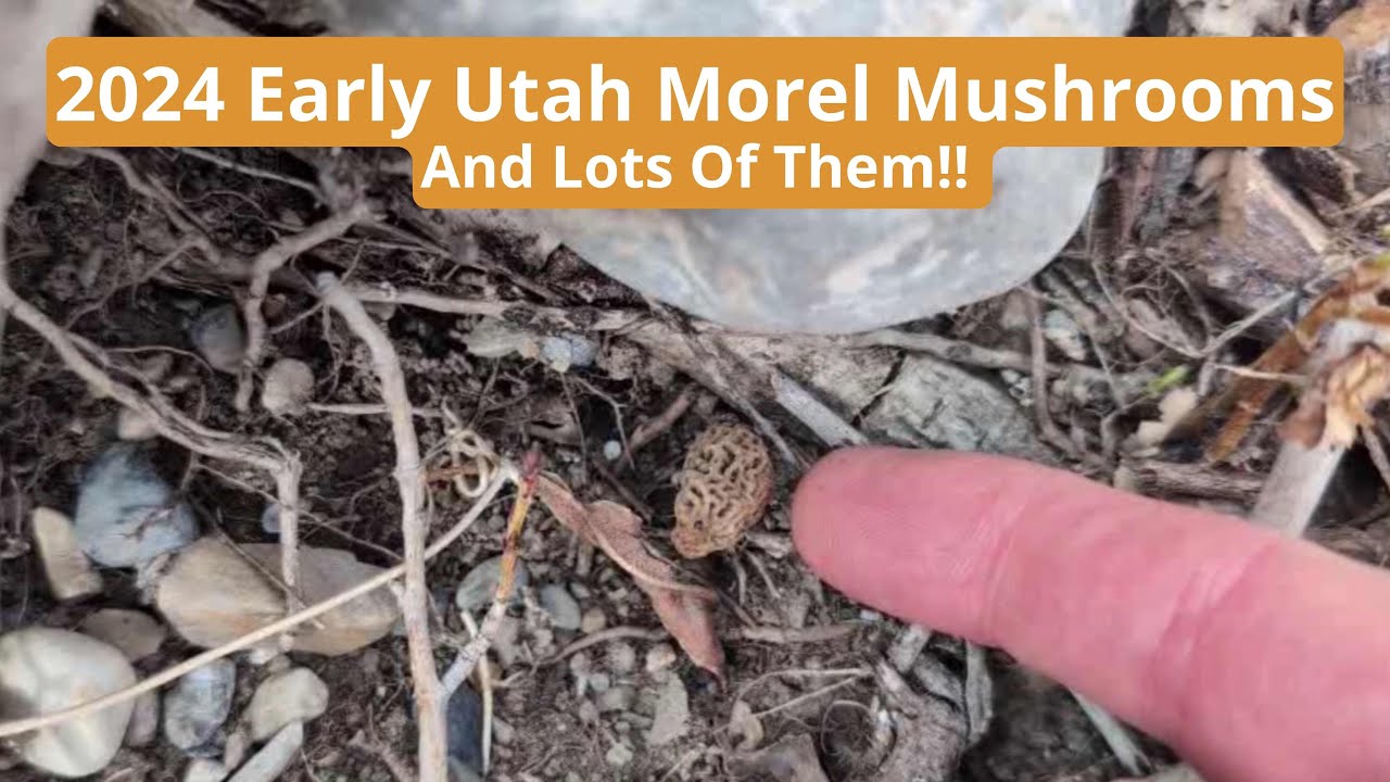 2024 Early Utah Morel Mushrooms Lots of Them!! YouTube