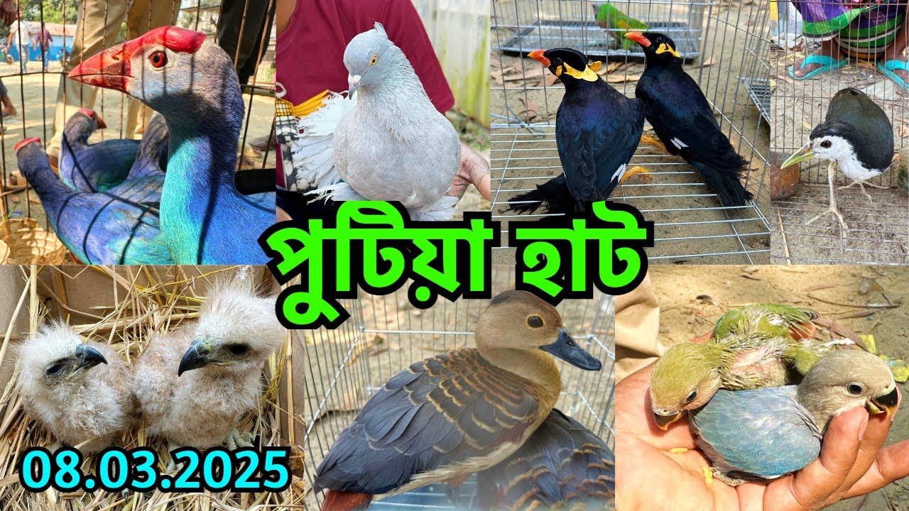 হাটে বন্য প্রাণীতে সয়লাব | নরসিংদীর পুটিয়া হাট | শনিবার | Saturday | Putia Wild Animal Market #764