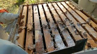 Bees after sugar roll taken at 240 FPS @ 1080p
Doing a mite count on the hives and this is a slow motion shot of the girls right after we put them back in the top of the deep. Bees after sugar roll taken at 240 FPS @ 1080p