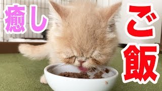 【ブチャ吉ご飯】超美味しそうに爆食いする子猫が可愛すぎて癒される♪