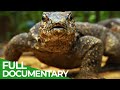 Wildest Islands | The Philippines - Islands of Mystery | Free Documentary Nature