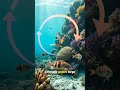 Species That Change Sex To Survive