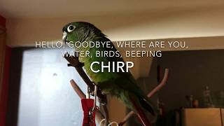Guide To Green Cheek Conure Behavior