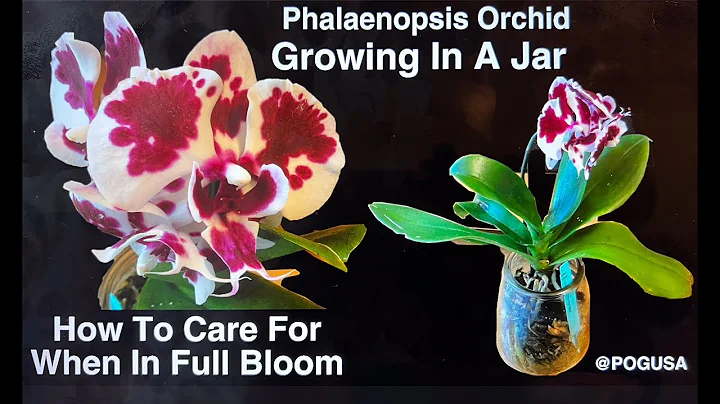 How To Care For Phalaenopsis Orchid In Full Bloom ...