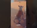 TikTok Beautiful Dog Dancing Dog Dance Funny Animal Love Pet TikTok Beautiful Dog Dancing Dog Dance Funny Animal Love Pet