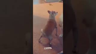 TikTok Beautiful dog dancing #Dog #dance #Funny #Animal #love #pet