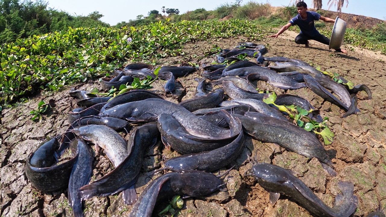 Hand Fishing - A skills fisherman catch a lot of fish and pick eggs in river at dry season by hand