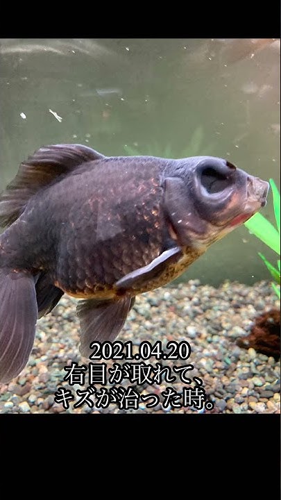 熊本産 柳出目金 親魚 Youtube