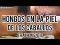 COMO TRATAR EL HONGO EN LA PIEL DE LOS CABALLOS