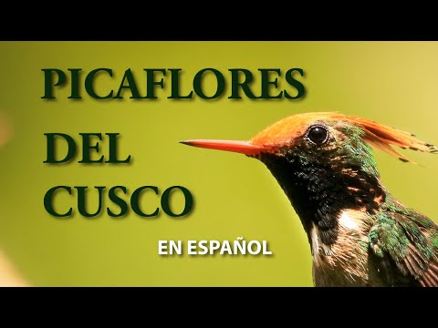 Video: 10 de los mejores puntos de acceso para la observación de aves en el sur de África