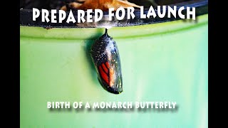 Monarch's First Flight